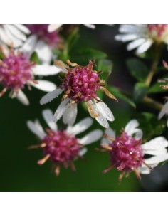 Aster lateriflorus "Lady in black" 2