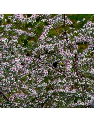Aster lateriflorus "Lady in black"