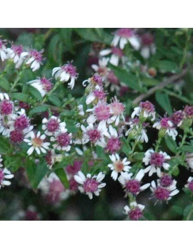 Aster lateriflorus horizontalis