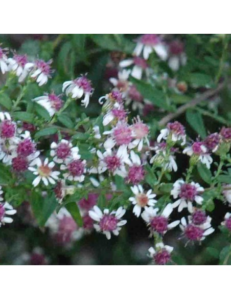 Aster lateriflorus horizontalis