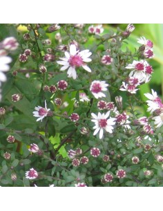 Aster lateriflorus horizontalis 2