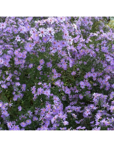 Aster little carlow