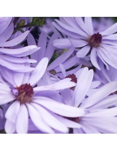 Aster little carlow