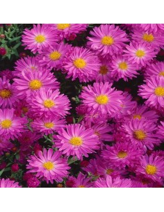 Aster nain Kassel