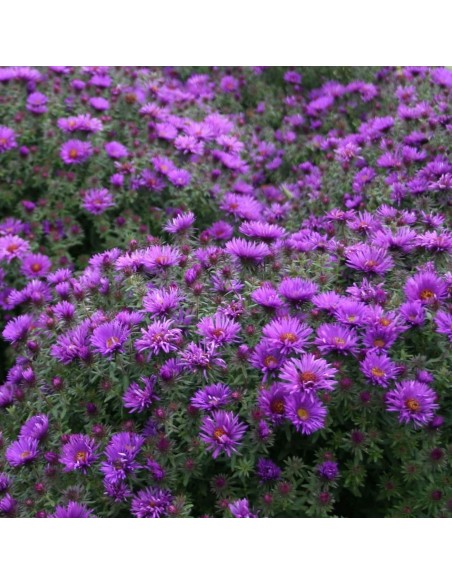 Aster nain "Purple dome"