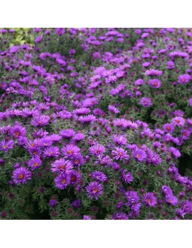 Aster nain "Purple dome"