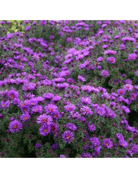 Aster nain "Purple dome"