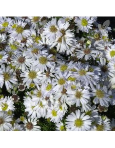Aster nain schneekissen 2