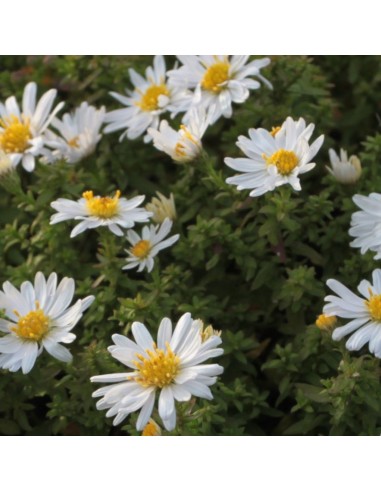 Aster nain schneekissen