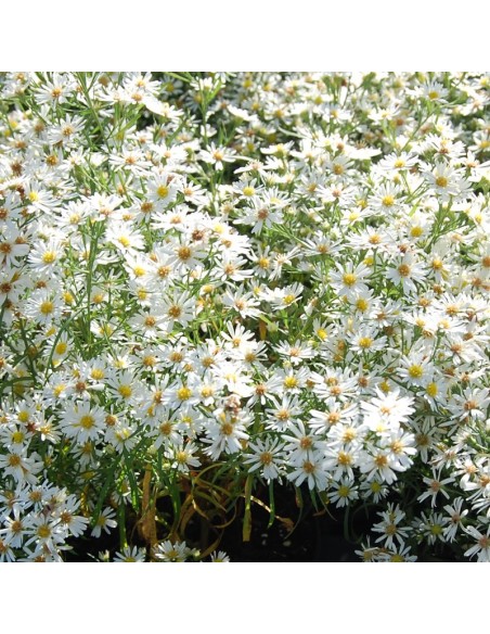 Aster pringlei Monte Cassino