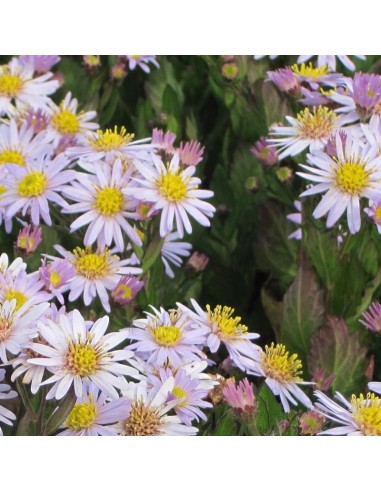 Aster Stardust