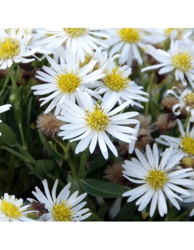 Aster Starshine