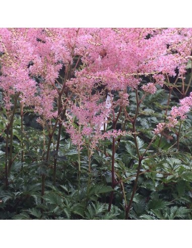 Astilbe à feuille simple Hennie Graafland