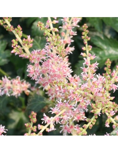Astilbe à feuille simple Hennie Graafland