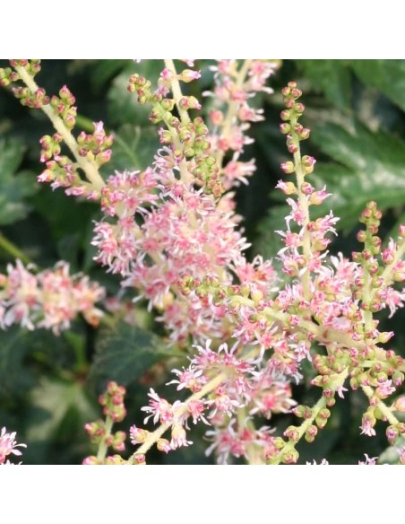 Astilbe à feuille simple Hennie Graafland Astilbe à feuille simple Hennie Graafland
