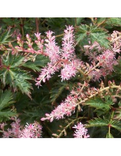 Astilbe à feuille simple Sprite