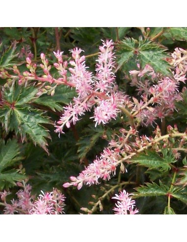 Astilbe à feuille simple Sprite