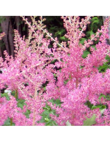 Astilbe d'arends Cattleya