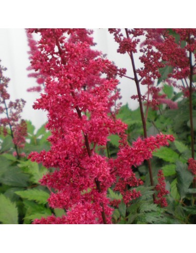 Astilbe d'arends Fanal
