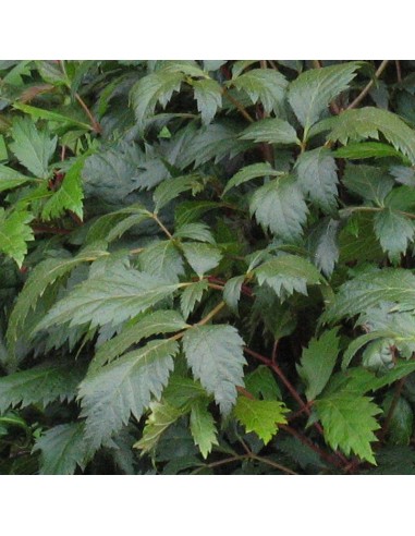 Astilbe d'arends Fanal