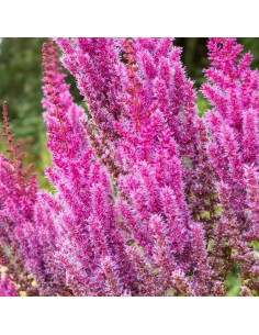 Astilbe de Chine "Purpurkerze"