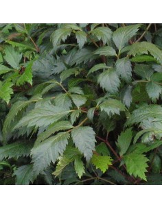 Astilbe de Chine "Purpurkerze" 2