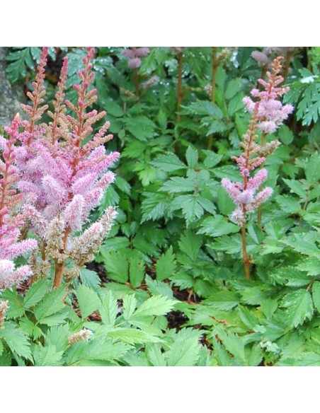 Astilbe de Chine Pumila