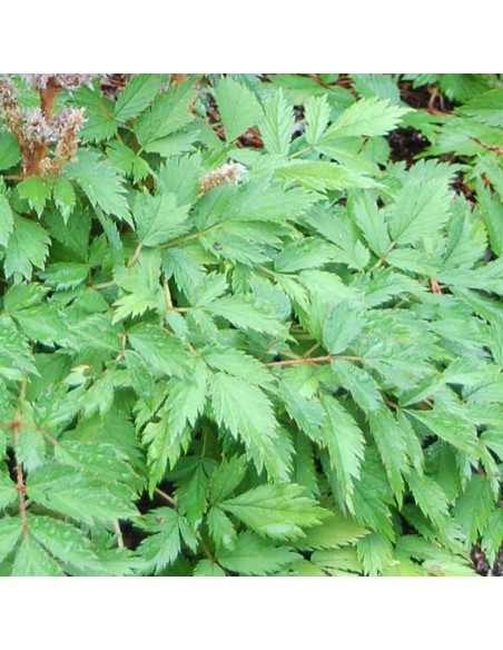 Astilbe de Chine Pumila