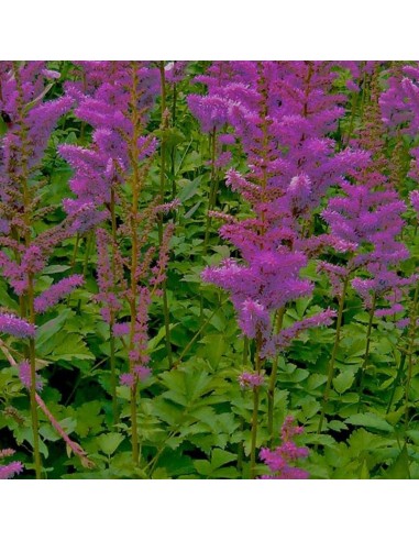 Astilbe de Chine Superba