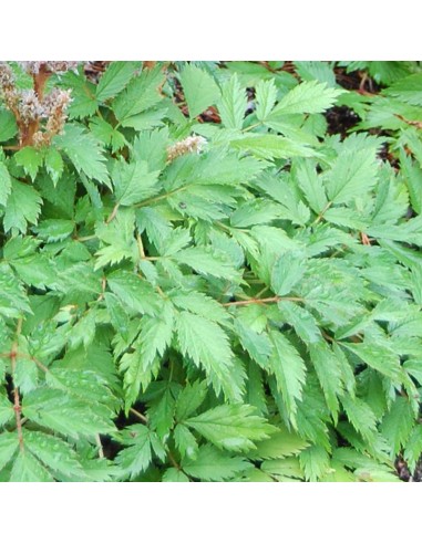 Astilbe de Chine Superba
