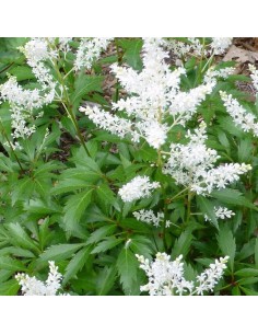 Astilbe du Japon Deutschland