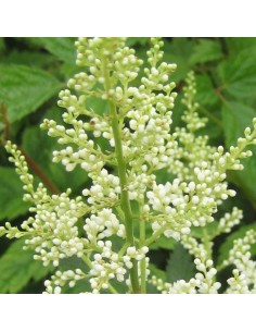Astilbe du Japon Deutschland 2