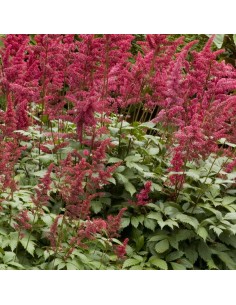 Astilbe du Japon Red sentinel 2