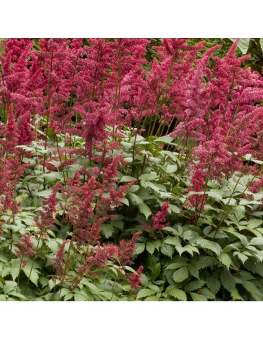 Astilbe du Japon Red sentinel