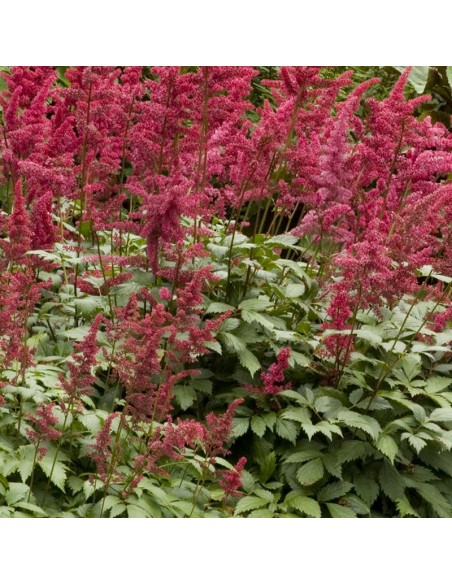 Astilbe du Japon Red sentinel