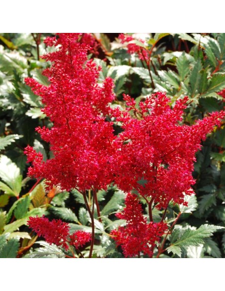 Astilbe du Japon Red sentinel