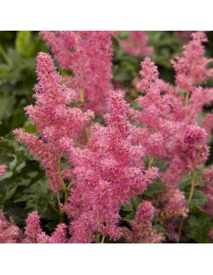 Astilbe du Japon Rheinland