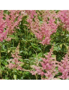 Astilbe du Japon Rheinland 2