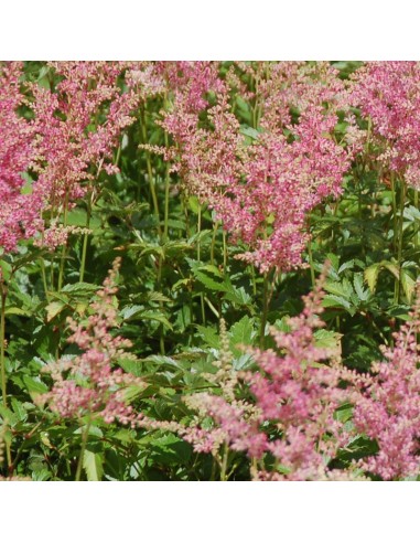 Astilbe du Japon Rheinland