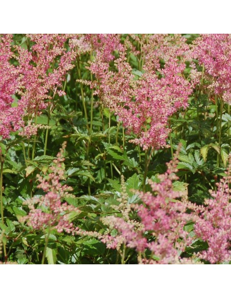 Astilbe du Japon Rheinland