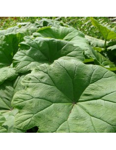 Astilboides tabularis 2