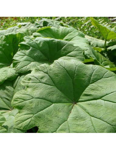 Astilboides tabularis