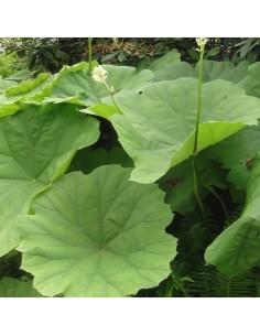 Astilboides tabularis