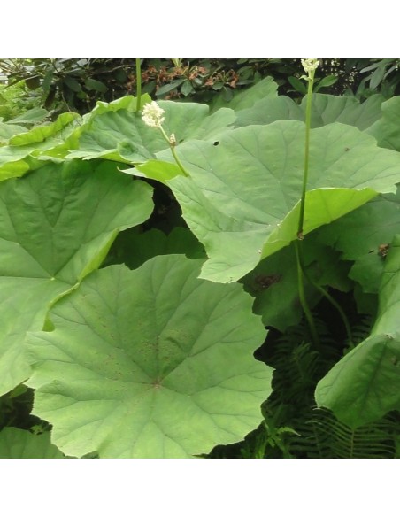 Astilboides tabularis Astilboides tabularis