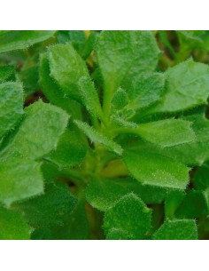 Aubriète "Whitewell Gem" 2