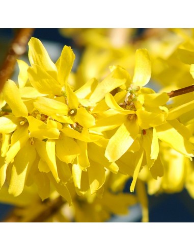 Forsythia intermedia
