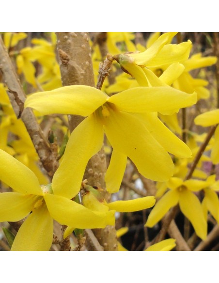 Forsythia intermedia