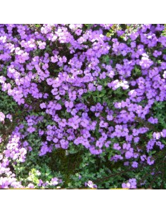 Aubriète Hamburger Stadtpark 2