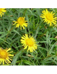 Aunée à feuilles récurvées 2