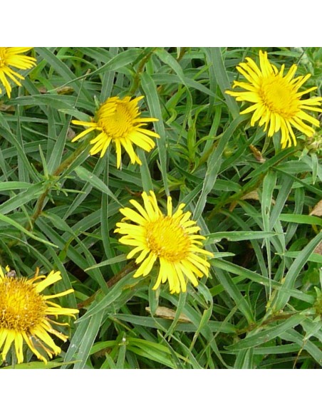 Aunée à feuilles récurvées